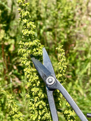 Harrison's Hardware® Traditional Chinese Gardening Scissors